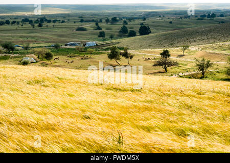 Il vento soffia attraverso un campo di grano. Fotografato in Lachis, regione del Negev, Israele Foto Stock