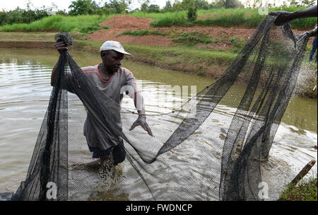 KENYA Kisumu, tilapia la piscicoltura in stagni, uomo di catture di pesci di Tilapia con rete da pesca Foto Stock