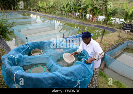 KENYA Kisumu, tilapia la piscicoltura in stagni, donna imprenditore raccogliere larve di pesce di Tilapia in vendita Foto Stock