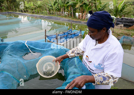 KENYA Kisumu, tilapia la piscicoltura in stagni, donna imprenditore raccogliere larve di pesce di Tilapia in vendita Foto Stock