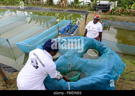 KENYA Kisumu, tilapia la piscicoltura in stagni, donna imprenditore raccogliere larve di pesce di Tilapia in vendita Foto Stock