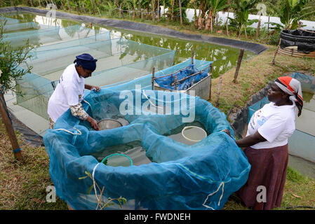 KENYA Kisumu, tilapia la piscicoltura in stagni, donna imprenditore raccogliere larve di pesce di Tilapia in vendita Foto Stock