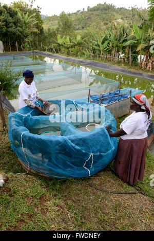 KENYA Kisumu, tilapia la piscicoltura in stagni, donna imprenditore raccogliere larve di pesce di Tilapia in vendita Foto Stock