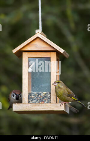 Verdone europeo (Chloris chloris / Carduelis chloris) e passera mattugia (Passer montanus) alimentazione a giardino Bird Feeder Foto Stock