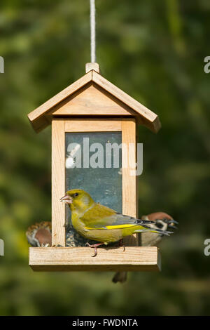 Verdone europeo (Chloris chloris / Carduelis chloris) e albero passeri (Passer montanus) alimentazione a giardino Bird Feeder Foto Stock