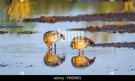 Oca egiziana nel parco nazionale di Kruger, Sud Africa ; Specie Alopochen aegyptiaca famiglia di anatidi Foto Stock