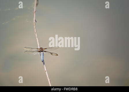 Ampia corposo Chaser (una libellula) Libellula depressa (maschio) su un ramo sopra l'acqua. Foto Stock