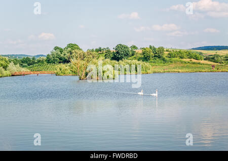 Due cigni bianchi nuoto sulle sponde di un lago. Foto Stock