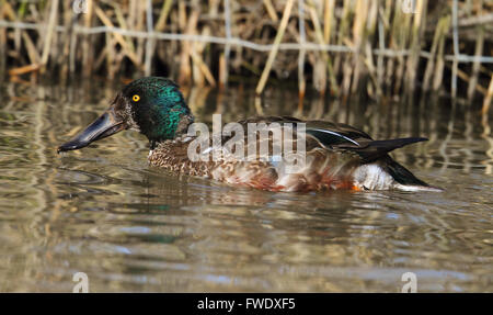 Mestolone comune (Anas clypeata) Foto Stock