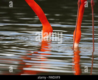 Caraibi Flamingo (Phoenicopterus ruber) Foto Stock