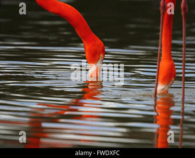 Caraibi Flamingo (Phoenicopterus ruber) Foto Stock