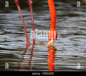 Caraibi Flamingo (Phoenicopterus ruber) Foto Stock