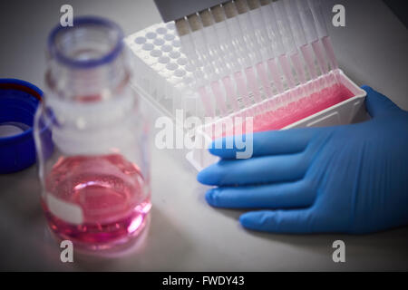 Multi intitolata pipetta e piastra a pozzetti di pipettatori multicanale per il trattamento del sangue test di fluidi Foto Stock