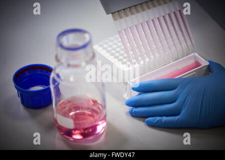Multi intitolata pipetta e piastra a pozzetti di pipettatori multicanale per il trattamento del sangue test di fluidi Foto Stock