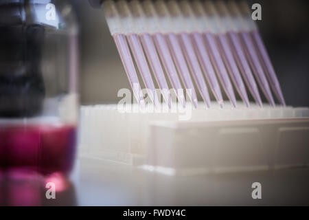 Multi intitolata pipetta e piastra a pozzetti di pipettatori multicanale per il trattamento del sangue test di fluidi Foto Stock