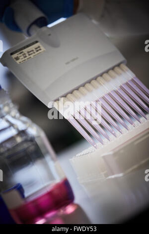 Multi intitolata pipetta e piastra a pozzetti di pipettatori multicanale per il trattamento del sangue test di fluidi Foto Stock