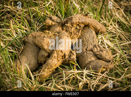 Una cacca di cane grande Foto stock - Alamy