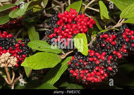 Viburnum lantana Wayfaring Tree, Hoarwithy Twistwood pasto albero autunno bacche Viburnum bacche Foto Stock