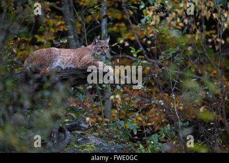 Eurasian Lynx / Eurasischer Luchs ( Lynx lynx ), animale adulto, in appoggio su un albero caduto nel mezzo di autunno foglie colorate. Foto Stock