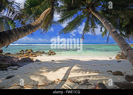 Il Coco de Mer, Frucht der Seychellenpalme (Lodoicea maldivica), Insel Mahe, Seychellen Foto Stock