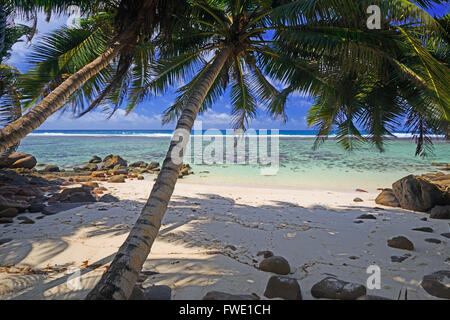 Il Coco de Mer, Frucht der Seychellenpalme (Lodoicea maldivica), Insel Mahe, Seychellen Foto Stock