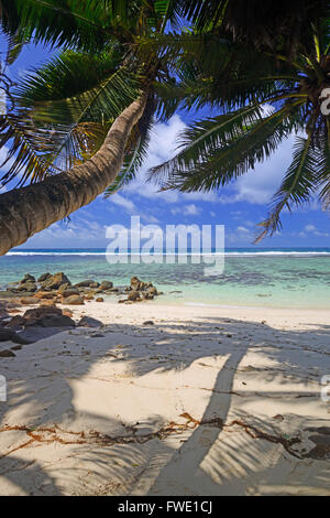 Il Coco de Mer, Frucht der Seychellenpalme (Lodoicea maldivica), Insel Mahe, Seychellen Foto Stock