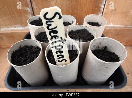 Sweetpea semi (Spencer varietà) seminate in cartone carta igienica ampolle di Inghilterra, Regno Unito Foto Stock