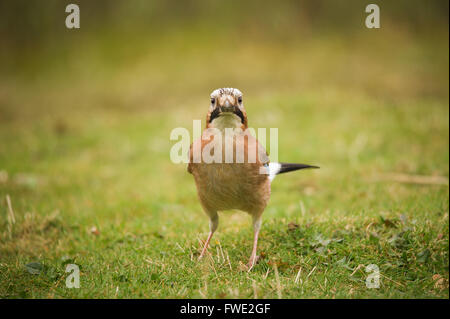 Jay in un campo. Una così bella e intelligente di uccello. Sempre a si prega di vedere uno di questi Foto Stock