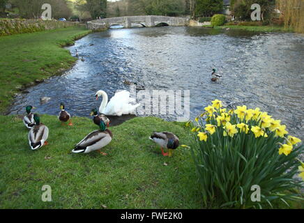 Un cigno e anatre sul fiume Wye vicino al ponte sheepwash a Ashford in acqua; Parco Nazionale di Peak District, DERBYSHIRE REGNO UNITO Foto Stock