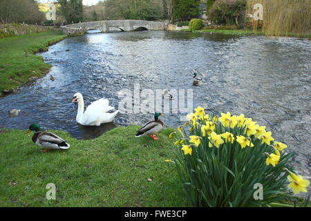 Un cigno e anatre sul fiume Wye vicino al ponte sheepwash a Ashford in acqua; Parco Nazionale di Peak District, DERBYSHIRE REGNO UNITO Foto Stock