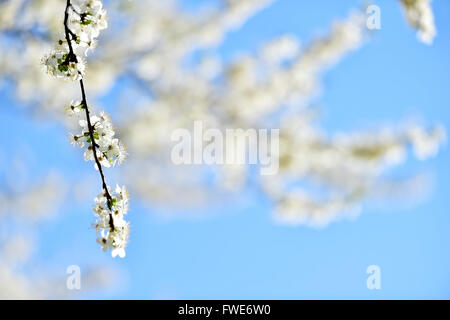 Fiore di Ciliegio bianco fiori su un albero girato contro la splendida luce del tramonto Foto Stock