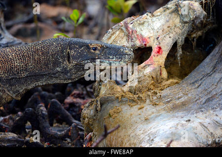 Drago di Komodo (Varanus komodoensis) alimentazione su buffalo carcassa nella zona di mangrovie, Rinca Isola, Parco Nazionale di Komodo, Indonesia Foto Stock