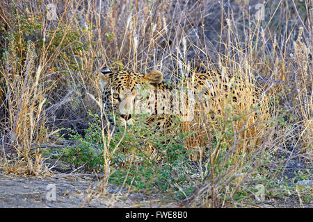 Leopard (Panthera pardus), Regione di Khomas, Namibia, Africa Foto Stock