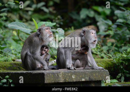 Macachi a coda lunga, Santo sacro Monkey Forest, Ubud, Bali, Indonesia Foto Stock