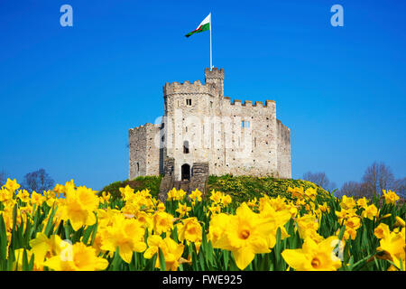 Norman mantenere,il Castello di Cardiff, narcisi, Cardiff Wales, Regno Unito Foto Stock