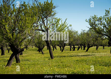 Un boschetto di alberi di mandorle in Cabanas, Portogallo. Foto Stock