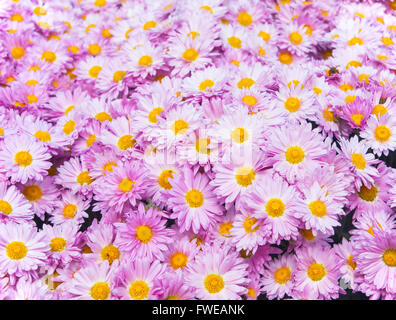 Crisantemo rosa fiori Foto Stock