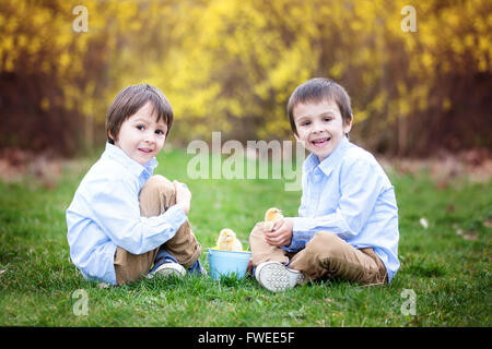 Pulcino poco nelle mani del bambino, cute little boy, tenendo carino 3 giorni giallo pulcino, suo fratello a guardare lui e godendo la ch Foto Stock