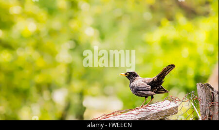 Maschio di merlo comune (Turdus merula) in appoggio su di una maglia a filo recinzione. Foto Stock