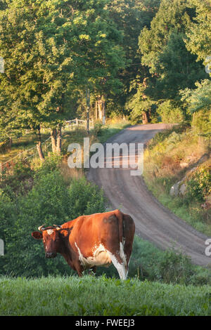 Mucca guardando la telecamera nel paesaggio rurale con country road in background. Smaland, Svezia, Scandinavia, Europa Foto Stock