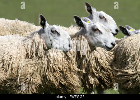 Pecore e agnelli nei campi Foto Stock