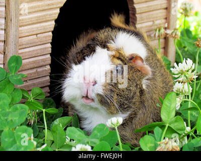 La cavia al di fuori Foto Stock