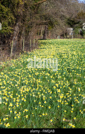 Wild Daffodils (pseudonarcissus di Narcissus) che cresce in primavera nella riserva naturale di Gwen & Veras Fields, vicino a Dymock, Gloucestershire UK Foto Stock