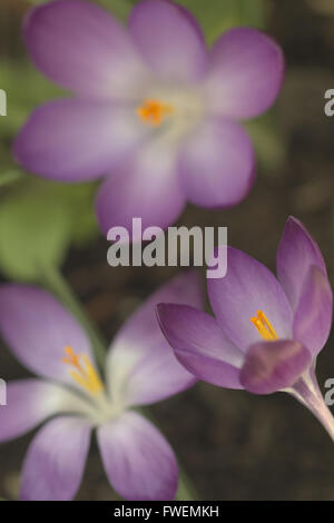 Una macro shot di tre violetta di crochi Foto Stock