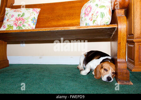 Un cane beagle è molto stanchi e pone sotto una chiesa pew in una location matrimonio. Foto Stock