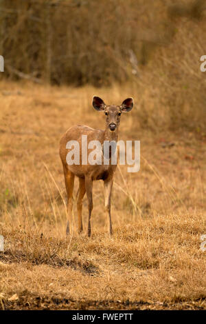 Sambar deer (Rusa unicolor) Foto Stock