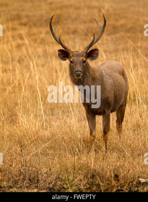 Sambar deer (Rusa unicolor) Foto Stock