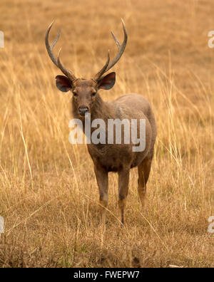 Sambar deer (Rusa unicolor) Foto Stock