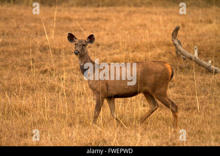 Sambar deer (Rusa unicolor) Foto Stock