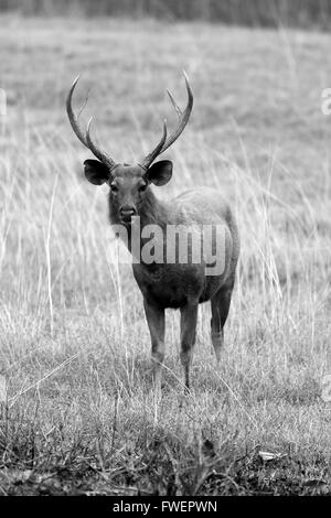 Sambar deer (Rusa unicolor) Foto Stock